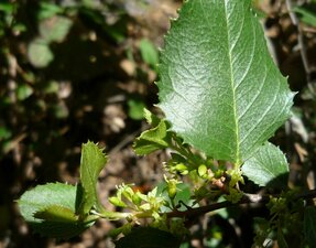 Rhamnus ilicifolia Leaf